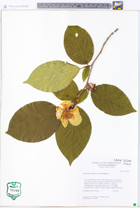 Stewartia ovata image