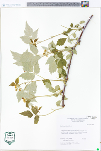 Rubus occidentalis image