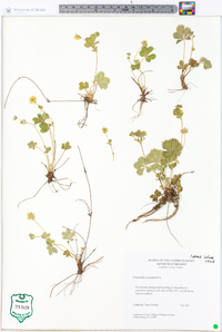 Potentilla canadensis image