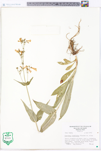 Penstemon laevigatus image