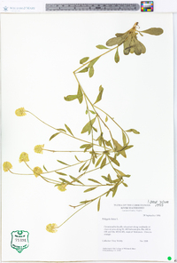 Polygala lutea image