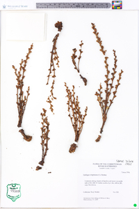 Epifagus virginiana image