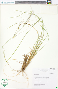 Stipa avenacea image