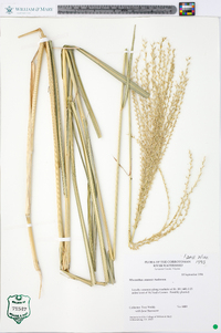 Miscanthus sinensis image