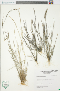 Aristida dichotoma image