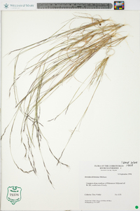 Aristida dichotoma image