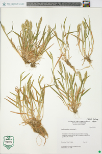 Anthoxanthum odoratum image