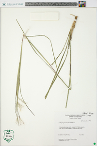 Andropogon ternarius image