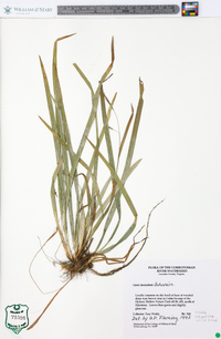 Carex laxiculmis image