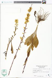 Solidago erecta image