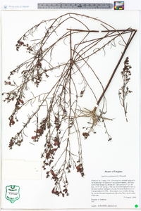 Agalinis purpurea image