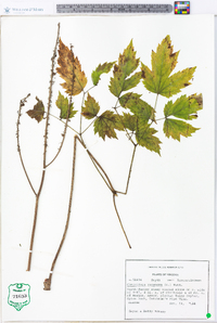 Actaea racemosa image