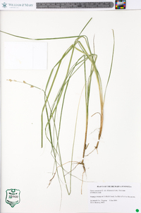 Carex canescens var. disjuncta image