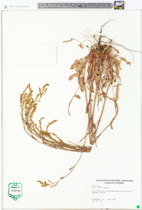 Rumex hastatulus image