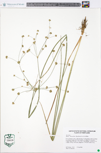 Juncus subcaudatus image