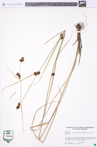 Rhynchospora capitellata image