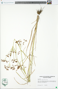 Rhynchospora nitens image