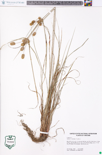 Cyperus retrorsus image