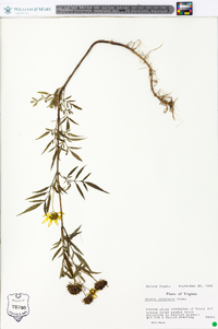 Bidens polylepis image