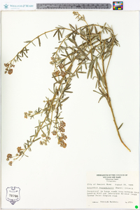 Lespedeza angustifolia image