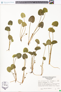 Centella asiatica image