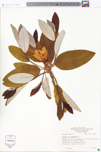 Magnolia virginiana image