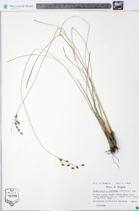 Fimbristylis castanea image