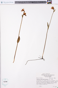 Pogonia ophioglossoides image