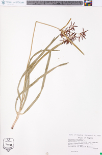 Cyperus rotundus image