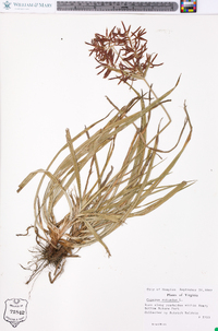 Cyperus rotundus image