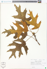 Quercus coccinea image