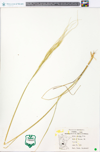 Hesperostipa spartea image