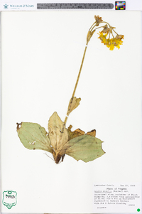 Arnica acaulis image