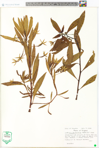 Ludwigia leptocarpa image