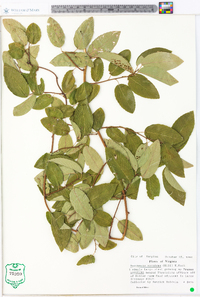 Berchemia scandens image