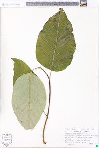 Magnolia acuminata image