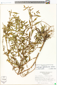 Ludwigia glandulosa image