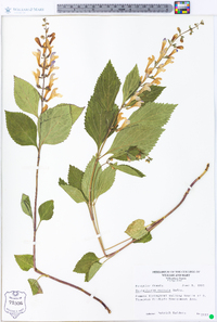 Scutellaria serrata image