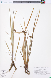 Cyperus difformis image