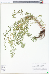 Galium uniflorum image