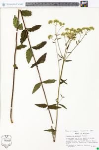 Eupatorium pilosum image