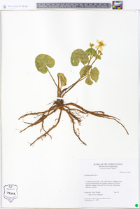 Caltha palustris image