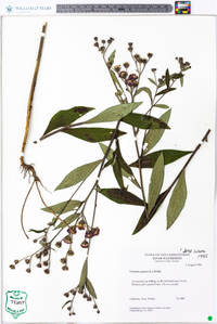 Vernonia glauca image