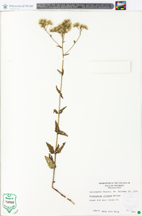 Eupatorium pilosum image