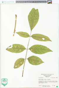 Carya ovalis image