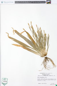 Carex platyphylla image