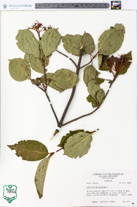 Viburnum cassinoides image