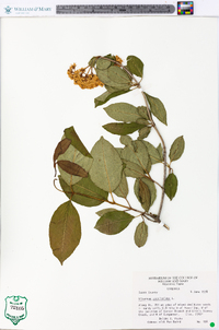 Viburnum cassinoides image