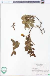 Robinia hispida image