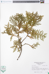 Thuja occidentalis image